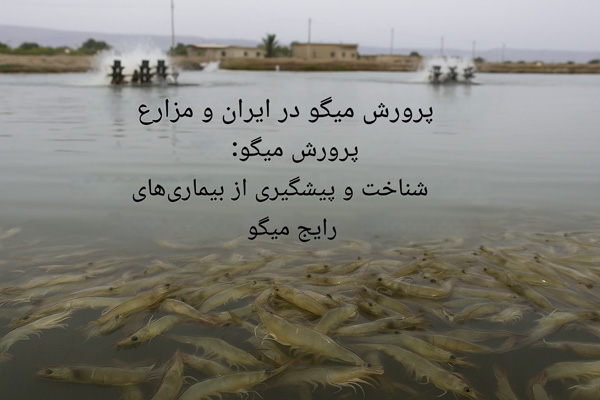 میگوهای پرورشی در استخر، نشان‌دهنده پرورش میگو در ایران و مراکز پرورش میگو و اهمیت شناخت بیماری‌های رایج میگو.