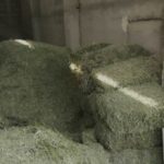 خوراک دام ،کاه ، یونجه