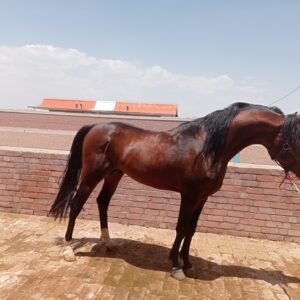 فروش اسب