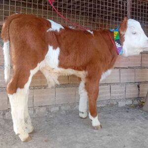 فروش گوساله نر سیمینتال خالص پرواری با وزن ۲۰۰ تا ۳۰۰ کیلو | ارسال به سراسر کشور