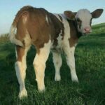 فروش انواع گوساله های سیمینتال درجه یک پرواری و داشتی