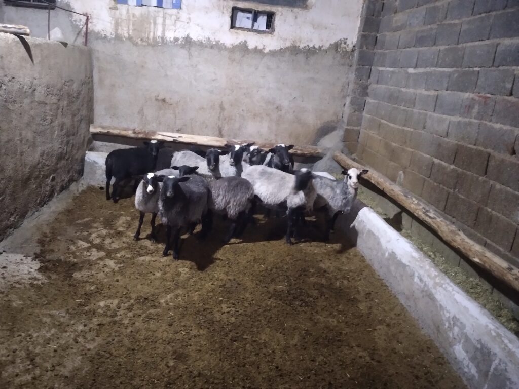 فروش ۱۳ رأس گوسفند رومانف اصیل با قیمت مناسب