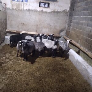 فروش ۱۳ رأس گوسفند رومانف اصیل با قیمت مناسب