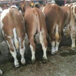 فروش انواع گوساله های سیمینتال درجه یک پرواری و داشتی