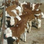 فروش انواع گوساله های سیمینتال درجه یک پرواری و داشتی