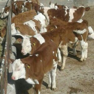 فروش انواع گوساله های سیمینتال درجه یک پرواری و داشتی