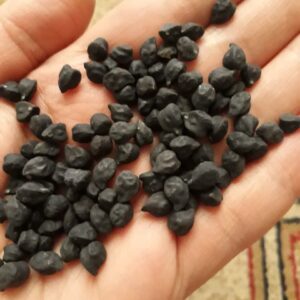 بذرهای قدیمی و در حال انقراض