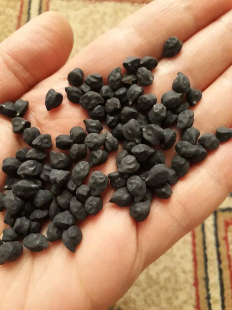 بذرهای قدیمی و در حال انقراض