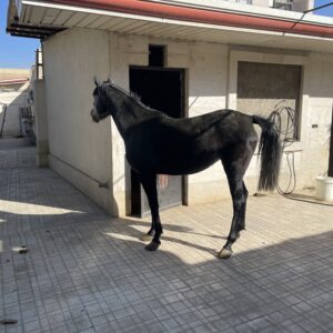 فروش اسب کُرد مادیان ۴ ساله آبستن | پدر پولار ورزدار