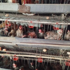 فروش مرغ محلی امسال + قفس | سالم، ۱۰ ماهه و آماده تحویل