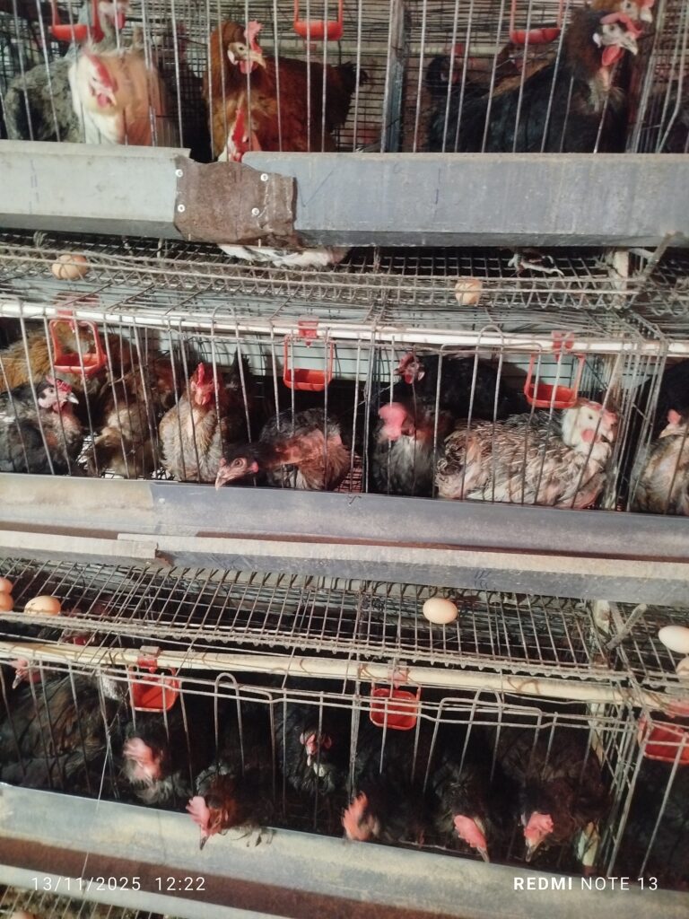 فروش مرغ محلی امسال + قفس | سالم، ۱۰ ماهه و آماده تحویل