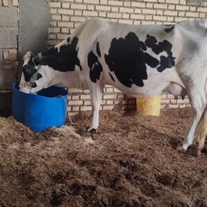 گاو آبستن دو ماهه - سه شکم زاییده - ظرفیت شیر ۱۰ کیلو روزانه