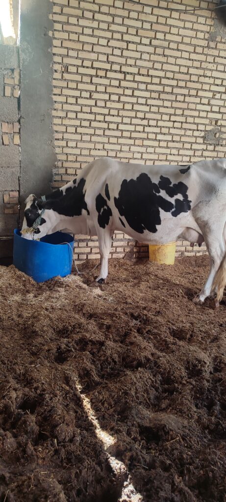 گاو آبستن دو ماهه – سه شکم زاییده – ظرفیت شیر ۱۰ کیلو روزانه