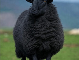 دام سالم گوسفند افشاری در مرتع تنکا دشت - 5 نکته برای خرید دام سالم