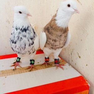 فروش کبوترهای سالم به شرط | 20 عدد کبوتر خانگی با تضمین سلامت