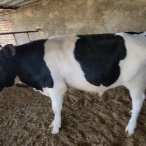 فروش گوساله نر هلشتاین ۳۵۰ کیلویی درجه‌یک و آماده پروار