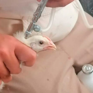 خدمات تخصصی واکسیناسیون طیور در شهرکرد با اکیپ باتجربه ققنوس