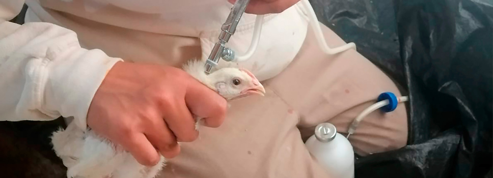 خدمات تخصصی واکسیناسیون طیور در شهرکرد با اکیپ باتجربه ققنوس