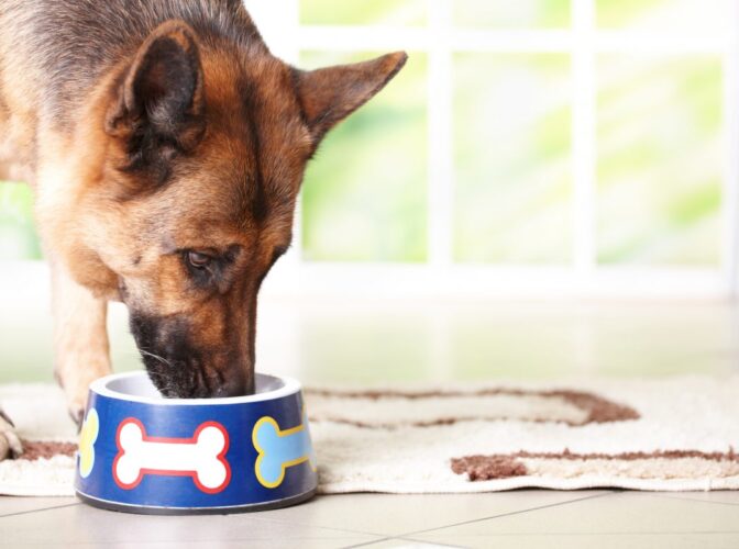 فروش خوراک خشک سگ‌های بالغ با کیفیت بالا و ارسال سراسری