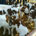 فروش انواع گوساله های سیمینتال درجه یک پرواری و داشتی