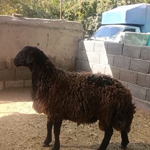قوچ همو دوساله پرشدار دنبه‌زن | +۸۵ کیلو | برگه ژنتیک + بروسلوز