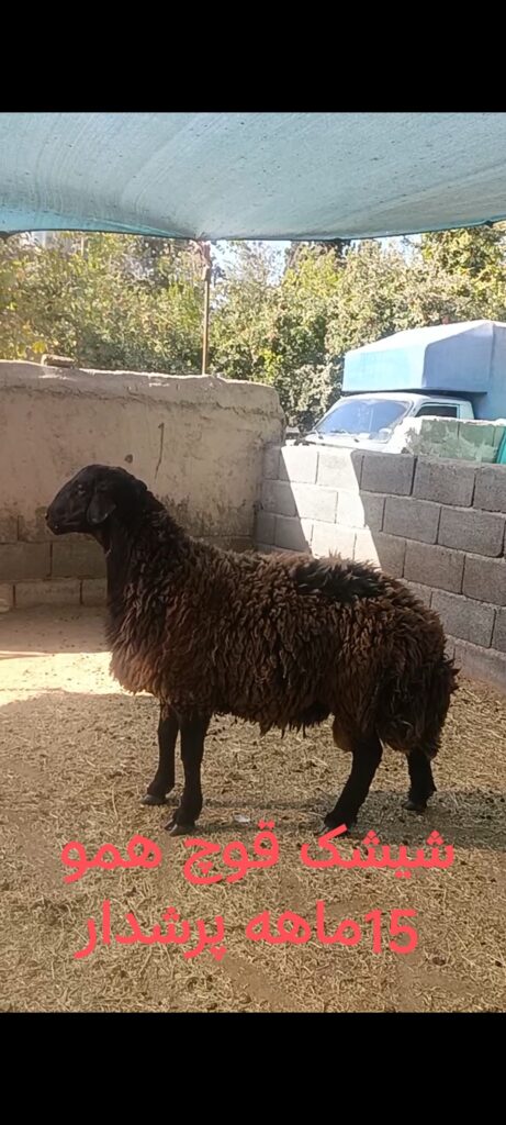 قوچ همو دوساله پرشدار دنبه‌زن | +۸۵ کیلو | برگه ژنتیک + بروسلوز