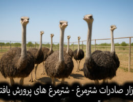 بازار صادرات شترمرغ ایران – شترمرغ‌های پرورش یافته آماده فروش و صادرات