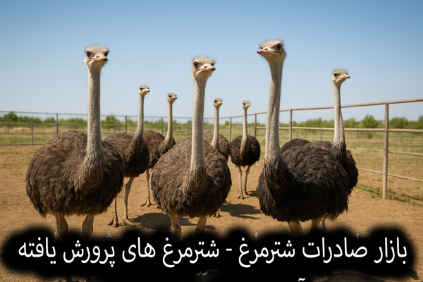 بازار صادرات شترمرغ ایران – شترمرغهای پرورش یافته آماده فروش و صادرات