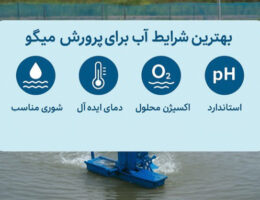 بهترین شرایط آب برای پرورش میگو شامل شوری، دما، اکسیژن و pH استاندارد در استخر پرورش میگو.