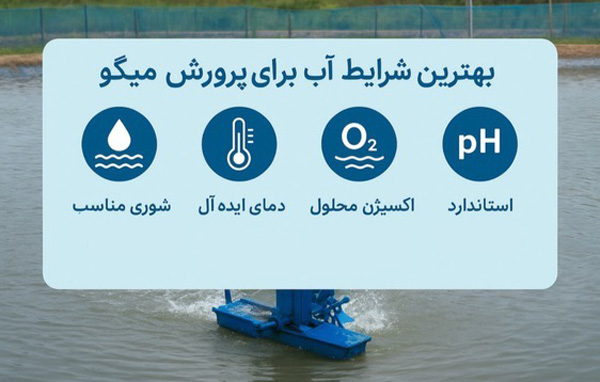 بهترین شرایط آب برای پرورش میگو شامل شوری، دما، اکسیژن و pH استاندارد در استخر پرورش میگو.