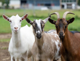 بهترین نژاد بزهای شیری در ایران - بز سانن، آلپاین و ساعی دورگه در دامداری مدرن ۱۴۰۴