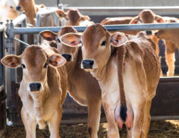 گوساله گوشتی پرواری آماده فروش در تهران