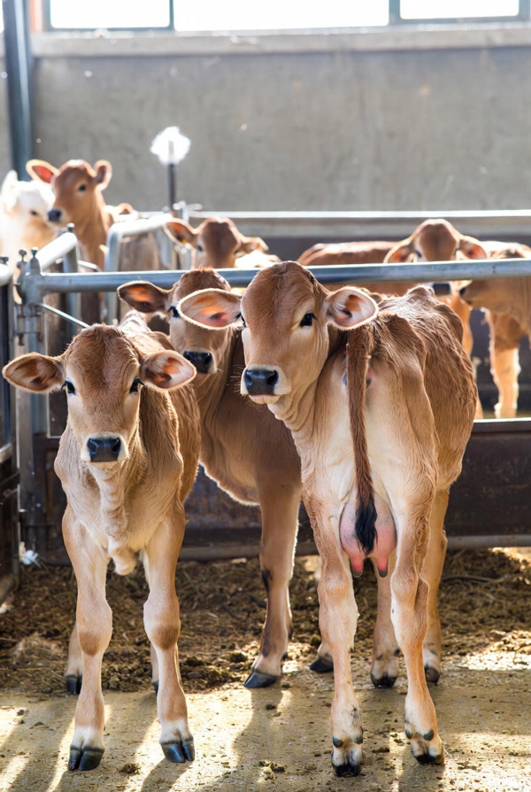 گوساله گوشتی پرواری آماده فروش در تهران