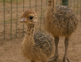 جوجه شترمرغ یک روزه و دو ماهه در مرکز پرورش، مناسب برای خرید و سرمایه‌گذاری.