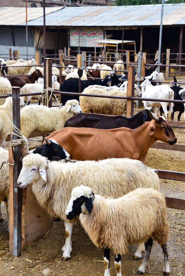 دام زنده ایرانی نژاد افشاری، بلوچی، مغانی و بز بومی در محوطه بازار سنتی تنکادشت - آماده تحویل با گواهی سلامت.
