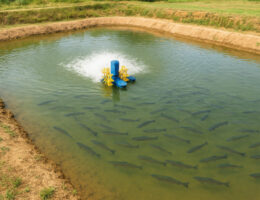 پرورش ماهی قزل‌آلا در استخر خاکی با مدیریت تغذیه، کیفیت آب و هوادهی استاندارد؛ روش اقتصادی برای تولید پروتئین باکیفیت.