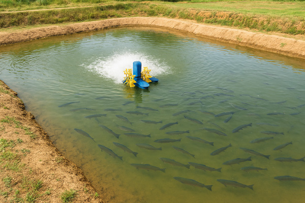 پرورش ماهی قزل‌آلا در استخر خاکی با مدیریت تغذیه، کیفیت آب و هوادهی استاندارد؛ روش اقتصادی برای تولید پروتئین باکیفیت.