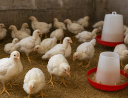 پرورش جوجه گوشتی در خانه با تجهیزات ساده و فضای کوچک.