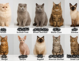 معرفی مجموعه‌ای از محبوب‌ترین نژادهای گربه شامل پرشین، اسکاتیش فولد، بریتیش شورت‌هیر، مین کون، سیامی، بنگال، اسفینکس، رگ‌دال، آمریکن شورت‌هیر و گربه‌های موکوتاه ایرانی.