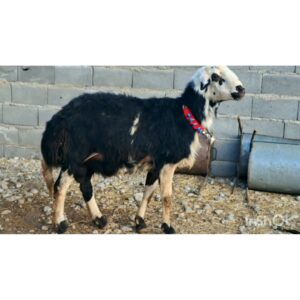 فروش قوچ افشار پلنگی پوست گاوی