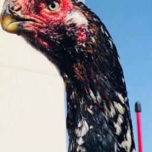 فروش لاری نژاد هندی، سندی و اوشامو اصیل