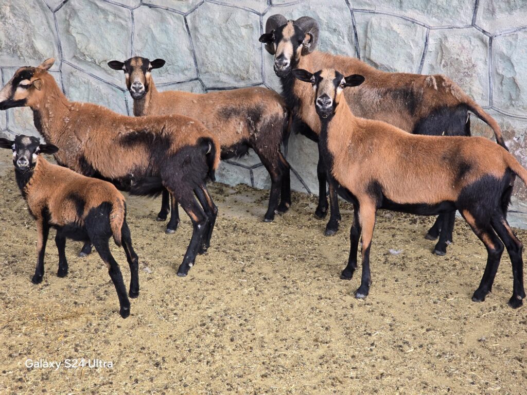 فروش میش کامرونی آفریقایی چند قلو زا