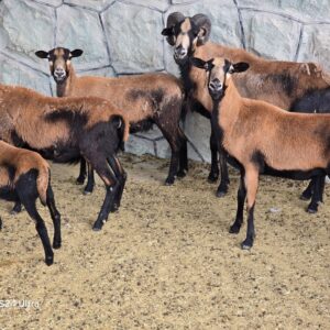 فروش میش کامرونی آفریقایی چند قلو زا