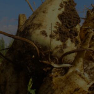 فروش عمده چغندر قند بزرگ و یکدست