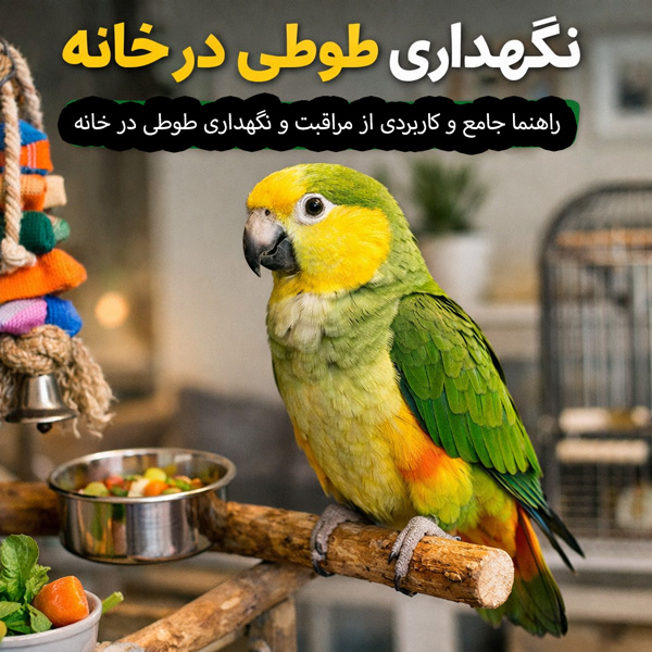 آموزش نگهداری طوطی خانگی.