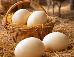 تخم شترمرغ تازه و نطفه‌دار مناسب جوجه‌کشی و مصرف خوراکی.