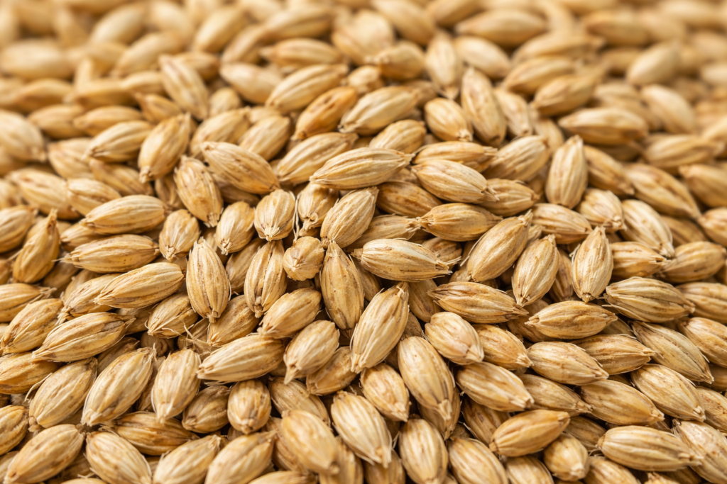 فروش جو روس برای خوراک دام با تریلی از بندر امیر تا لرستان