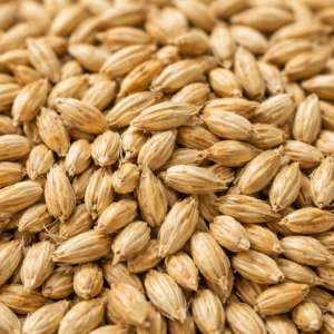 فروش جو روس برای خوراک دام با تریلی از بندر امیر تا لرستان