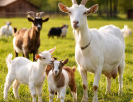 درآمد پرورش بز و سودآوری دامداری سبک در ایران.