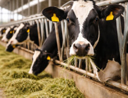 گاو شیری در مزرعه، مناسب برای تولید شیر و پرورش دام.